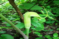 Arisaema tortuosum